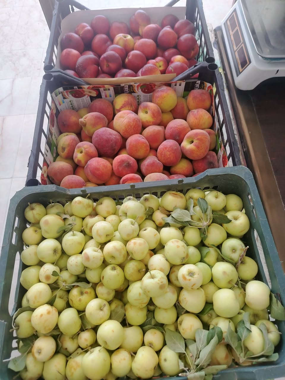 مسواك  جديد  جميع  انواع  الفواكي  والخضورات
🍌🍋‍🟩🍋🍊🍉🍈🍑🥝🍆🍆🥔🥕🫛🍄‍🟫🧄🥦🥬
العنوان  شارع  الحضرةخلف  ماركت  بيم 
يوجد خدمة  توصيل***********
