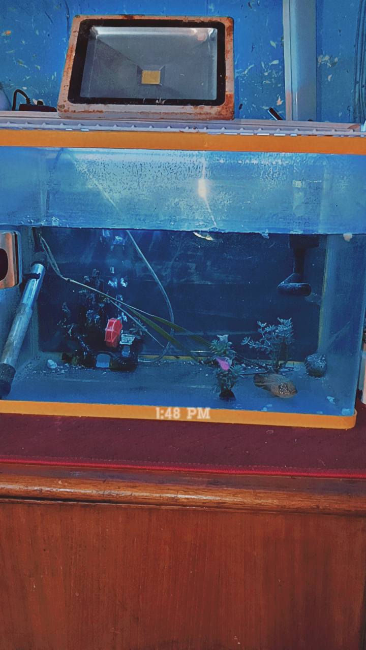 حوض للبيع


**إذا كنت صاحب هذا الإعلان وتريد حذفه لأي سبب، رجاءا أرسل رسالة إلى الدعم الفني**