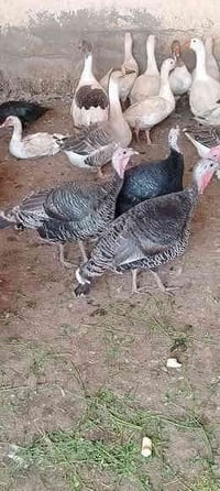 دجاج • فحل مصري • بعفك