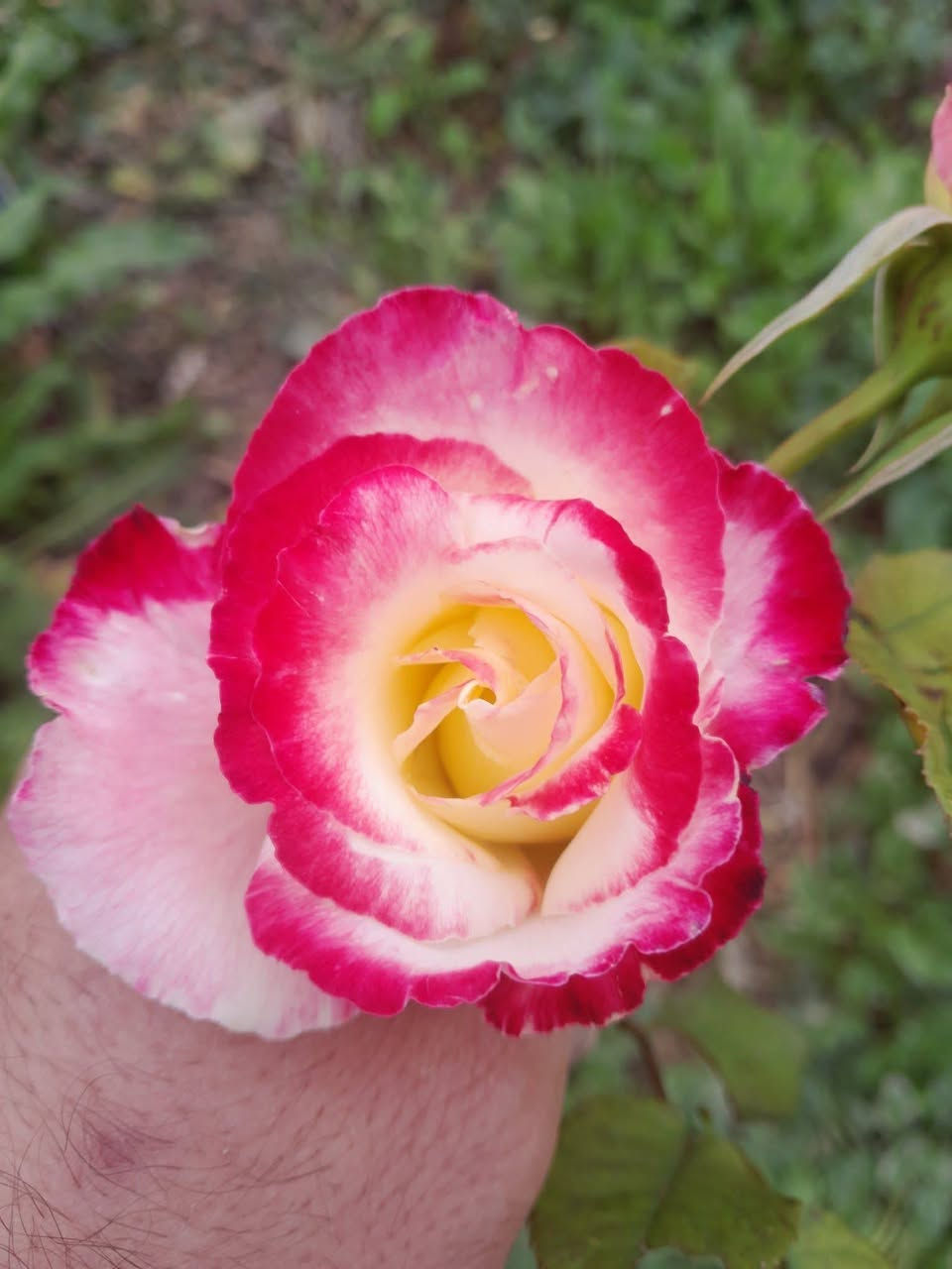 متوفر شتلات
#تين العبيدي السعودي
#رمان اليمني
#نومي حامض مزهر
#برتقال مزهر
#مشمش الاحمدي الكربلائي
#كوجه الخضره الكربلائيه
#عرموط صيفي
#سفرحل
#الو احمر والاصفر
#تكي الكندي
#تكي الهندي السلبوحي الاسود والابيض
#سدر تفاح بصراوي
#سدر تفاح تايلندي وعرموط تايلندي

#توفرت كافة اشجار الزينه

#الكاردنيا الاون الابيض 
#جاكرندا البنفسجيه
#الانتكوما الصفراء
#الجاكروفا
#متسلق المرجان البرتقالي
#متسلق النسرين
#متسلق الياسمين الاصفر
#ورد الحوري الهولندي
#ورد الجوري الايراني
#ورد السلطان
#شبو اليل
#البتونيا اللوان مختلفه
#المينا الوان مختلفه
#النعناع
#نبته السجاد بالوان مختلفه
 #نبته البخور
#نبته دم العاشق
#نبته المكحله
#نبات الكلوجه
#نبات شوكة المسيح 
#تتوفر نباتات ضليه داخل اامشتل
عنوانا
الهاشميه الجربوعيه
توجد خدمة توصيل 
***********
