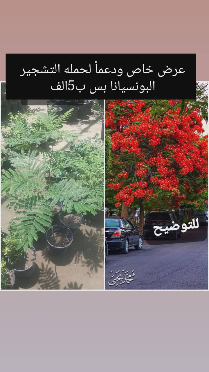 مع انطلاق حملات التشجير لجعل 🇮🇶#العراق_أخضر🌲🌲
حيدر الاكرع للمنظفات والكوزمتك 
يعلن لكم مشتل الانوار 
دعماً لحملات التشجير بتخفيض الأسعار 
👈توفر انوع الأشجار 
الزينه 🌷 والضلية🌲🌳 والمنزلية🪴
📍العنوان 👈الصويرة //الشارع العام قرب مطعم هنداس//مجاور سيراميك ابو زهراء 
👈👈تتوفر خدمة توصيل 🛻🛻


**إذا كنت صاحب هذا الإعلان وتريد حذفه لأي سبب، رجاءا أرسل رسالة إلى الدعم الفني**