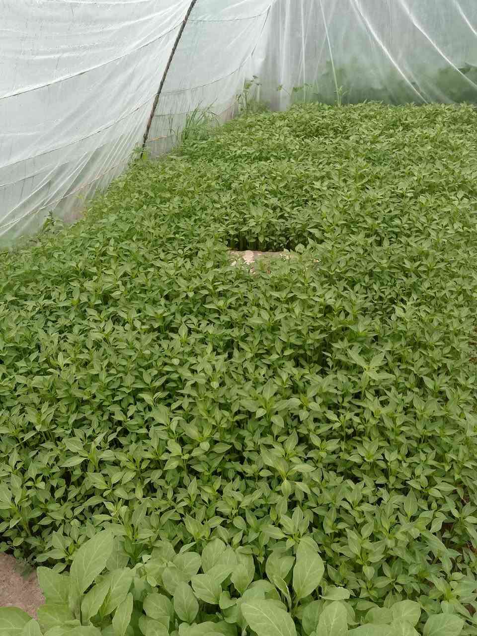 السلام عليكم يوجد شتل بيدنجان وفلفل صابع ومدعبل ناحيت نمرود قريت النايفه ***********
