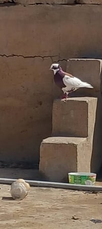 ٦ ايرانيات • مجموعة • الزاب