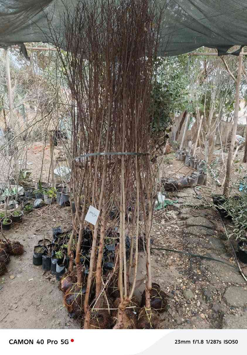 🌳 #وصول_وجبة_اخرى 🌲
متابعينا الاعزاء وصلتني وجبة اخرى من الاشجار الفواكه النفضية اشجار عالية وكلها طاكه اوراق جديدة (فول الفول) 🌟

  زورونآإ تـ♥̨̥̬̩جـ♥̨̥̬̩دون مـ♥̨̥̬̩آإيسرگ♥̨̥̬̩مـ♥̨̥̬̩

#مشہتہلہ_الہناعہوريہ_لہنباتہاتہ_الہزيہنة👩🏻‍🌾
🏠﮼العنوان :-
#صلاح_الدين/#قضاء_الدور/#قرب_البانزينخانه

#للحجزوالتوصيل 🚘
يرجى الاتصال برقم الاستاذ سعيد☎️
‭+٩٦٤ ٧٧٠ ٢٠٥ ٥٩٦٤‬
