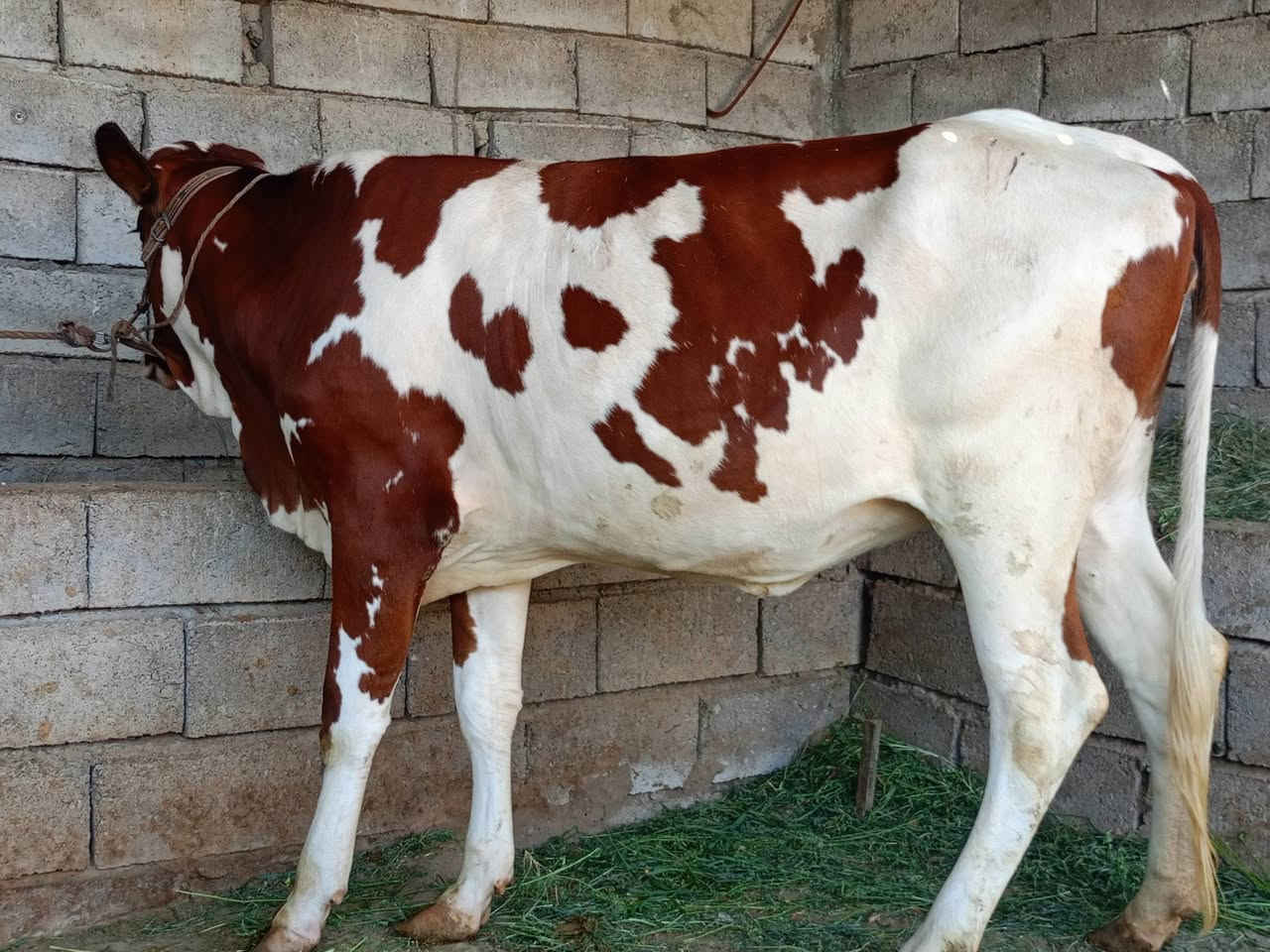 السلام عليكم
بجر هولنديه خط اول 
مصرفه شهر ما انطي كفاله
بجر مال بيت درجه اولى مال جنيه خشنه
شرط اجل وشرب ونصاحه 
م. صلاح الدين.الشرقاط . الخضرانيه
***********
يوجد توصيل
