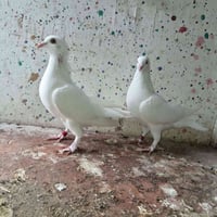 زواجل • ٣ نثايه • الرمادي سجاريه