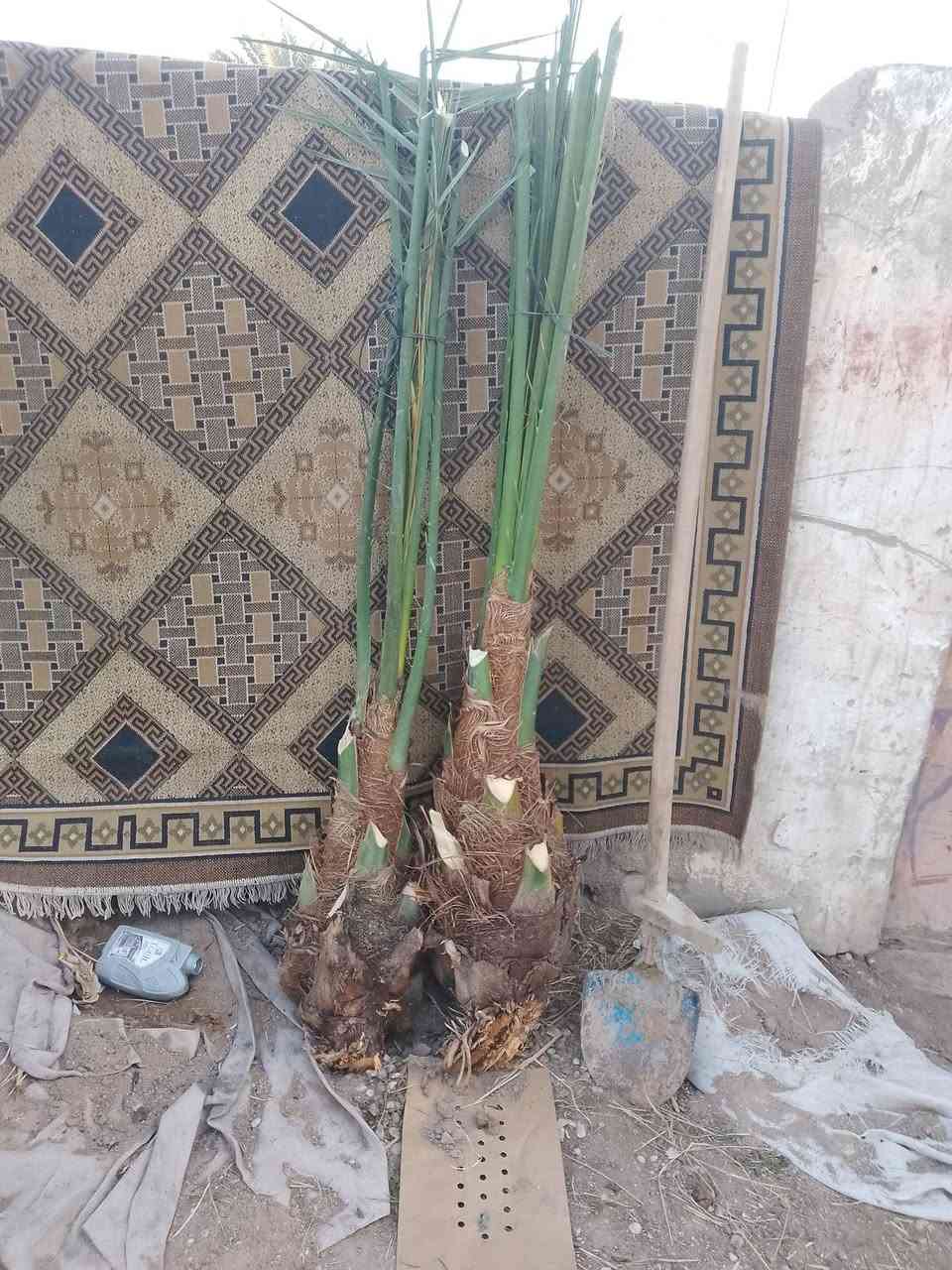 السلام عليكم ورحمه الله
يوجد لدينا فسائل نخيل شويثي اصفر و خضراوي وديري واستعمران وزهدي فقط 
لا توجد خدمة توصيل 
العنوان... واسط قضاء الموفقيه 
الاسعار علا 10الكل...ماعدى الاستعمران على 25الف للاستفسار الاتصال على الرقم ***********او مراسلت الصفحه
