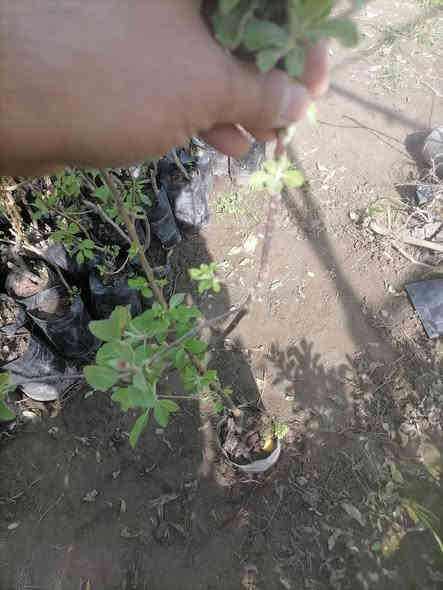 تفاح الابراهيمي
صنف عراقي باأمتياز ولادته في العراق وهو اجود ماانتجته بلاد الرافدين 

حجم ثمر كبير طعم ونكهه ولون ويقاوم ظروفنا الحاره 
ننصح من يرغب في الاستثمار يزرع صنف الإبراهيمي.

سعر /    9 الف 
طول / متر واقل 

متوفر لدى مشتل المصطفى  
للطلب  او  الاستفساار  ***********
عنوان / تقاطع سبعه نيسان
