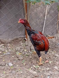 ديج هراتي • ٥ أشهر • محاويل