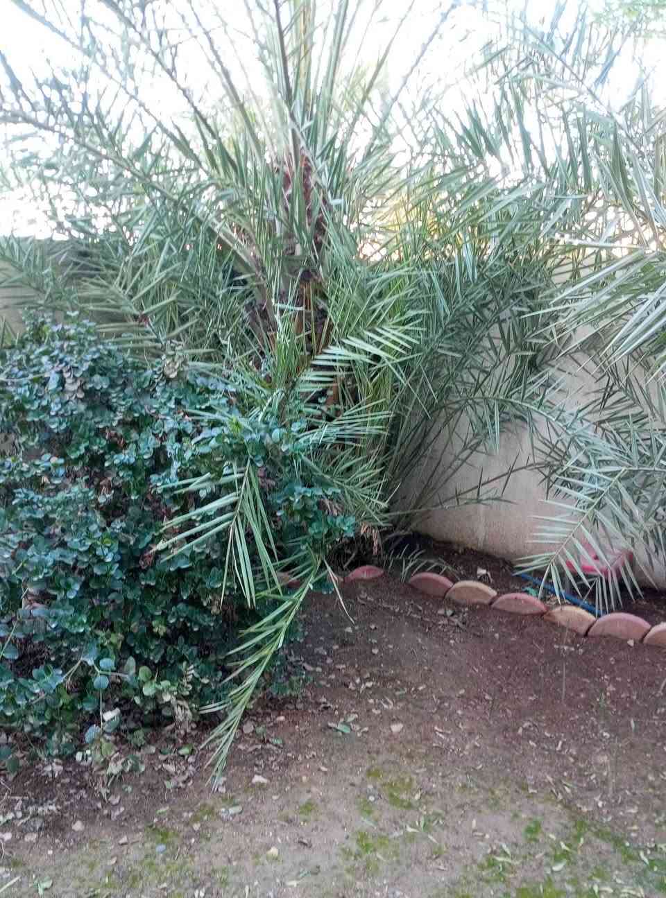 فسايل للبيع نوع رطب الخضراوي


**إذا كنت صاحب هذا الإعلان وتريد حذفه لأي سبب، رجاءا أرسل رسالة إلى الدعم الفني**