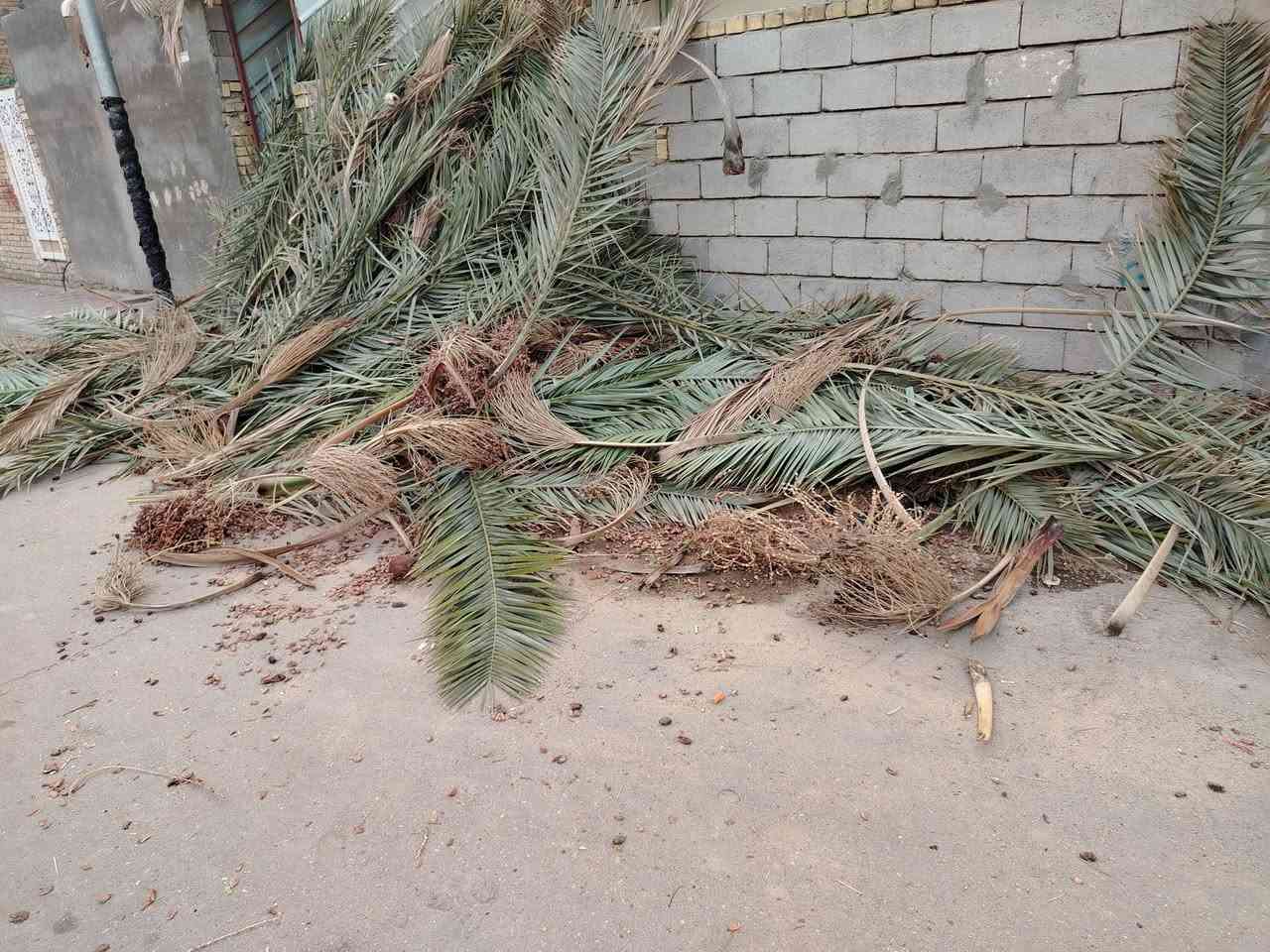 السلام عليكم اخوان منهو محتاج هاذا السعف يجي ياخذه بحي سومر ورا الصناعه
***********
