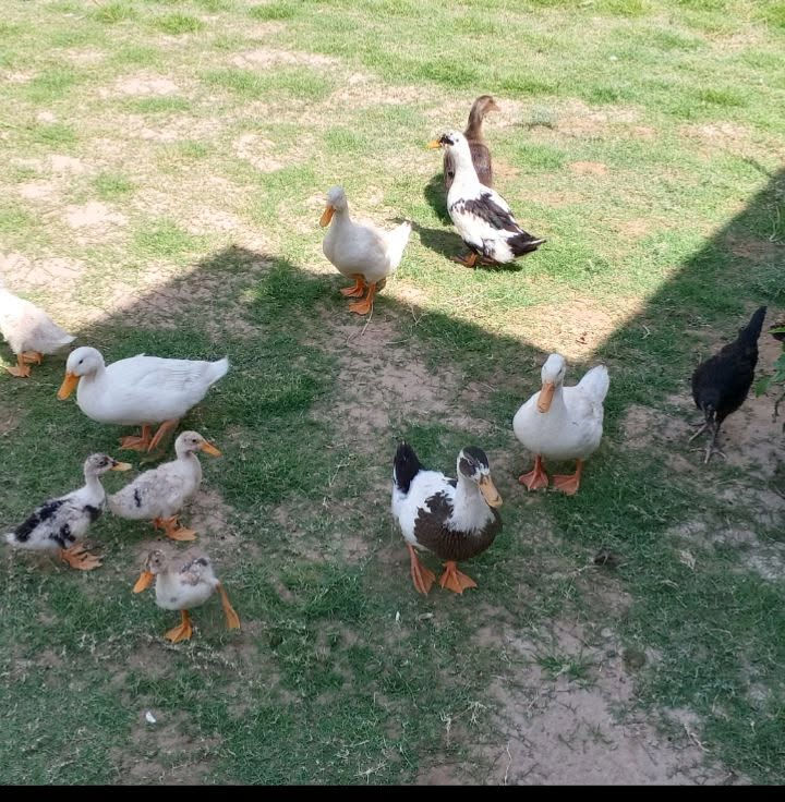 بط للبيع اكبار عدد 6 وصغار عدد 5 مع 4 فراريج دجاج للبيع شلع العنوان بيجي والاتصال على هذا الرقم وبي واتساب ***********
