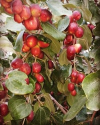 تطعيم سدر • تفاحي بصراوي • قضاء نصر