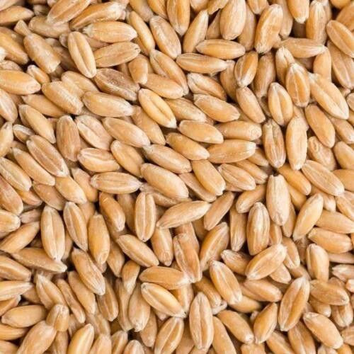 يوجد بذور حنطه موناليزا  بنت المغلف
حنطه جيده جدآ
وزن نوعي
مقاومه للامراض
إنتاج عالي
للاستفسار الاتصال على الرقم
 ***********
