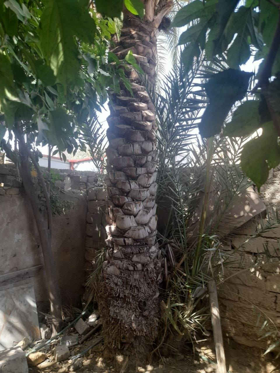 بيت للبيع طابو صرف مساحه 150بيت بسمي يتكون من حديقه براني ومطبخ وصاله غرفه وحده وجه 7ونص  نزال 20 موقع بيت يم جامع القائم قريب على مدرسة زينب رقمي *********** بي وتساب بل عافيه الي ياخذه
