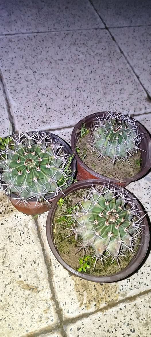 منثور عطري طاقي فقط ١٠٠٠ دينار
الصالون ٣٠٠٠
باقي النباتات ١٥٠٠
توصيل فقط لاغلب احياء الموصل 
للطلب يرجى مراسلة الصفحة


**إذا كنت صاحب هذا الإعلان وتريد حذفه لأي سبب، رجاءا أرسل رسالة إلى الدعم الفني**