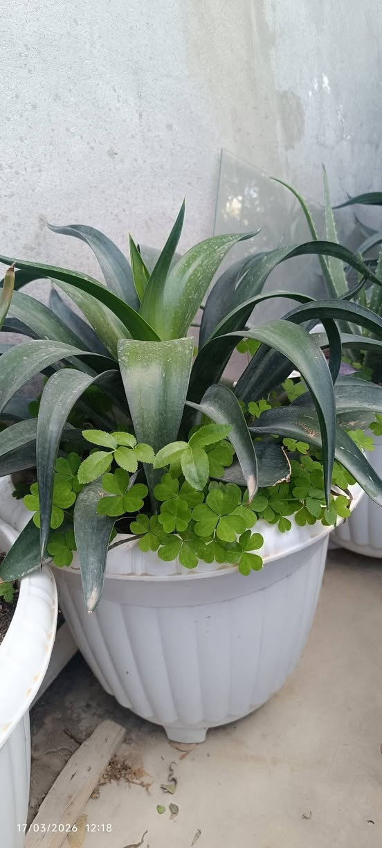 ئەم گوڵانەبۆ فرۆشتن هەموویان گەورەن وسعریان گونجاوە


**إذا كنت صاحب هذا الإعلان وتريد حذفه لأي سبب، رجاءا أرسل رسالة إلى الدعم الفني**