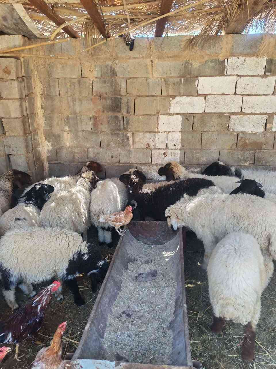 اللهم صل على محمد وآل محمد طليان اللبيع في كربلاء شارع بغداد مقابل مدينة سيد الاوصياء بيهن نعاج وبيهن وراجعين الاستفسار اتصل *********** كربلاء, العراق
