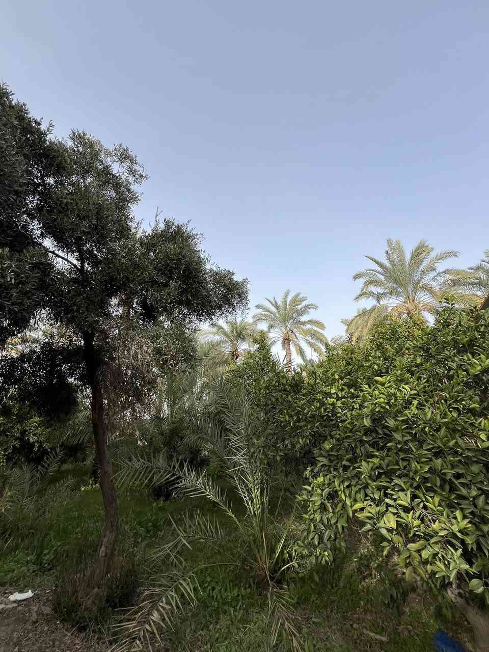 بستان للبيع المدائن الورديه  قرب مدرسة المسعودي مساحه 5 دونم واجه 50متر ونزال 250متر طابو ملك صرف تحتوي على اشجار نخيل وحمضيات وزيتون وجميع اشجار ودار استراحه موقع جدا مميز على تبليط خدمات كامله ماء اساله وماء سقي وكهرباء شارع جدا هادئ تصلح سكن او دار استراحه  جنس الارض طابو ملك صرف 
متوفر دوانم بكافة مساحات اي شخص عنده دوانم للبيع يتواصل ويانا استفسار اتصال او واتساب 
***********
