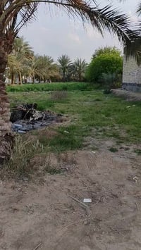 بابل حمزه الغربي • ٢٠٠م • طابو صرف زراعي