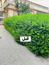 تقليم اشجار • تقليم حدائق • خدمة تقليم • تنسيق حدائق • قص اشجار • رعاي...