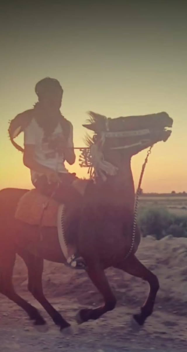 سلام عليكم فرس عشار للبيع حمدانيه سمري مكان ميسان قضاى على الغربي تصال عل رقم ***********

