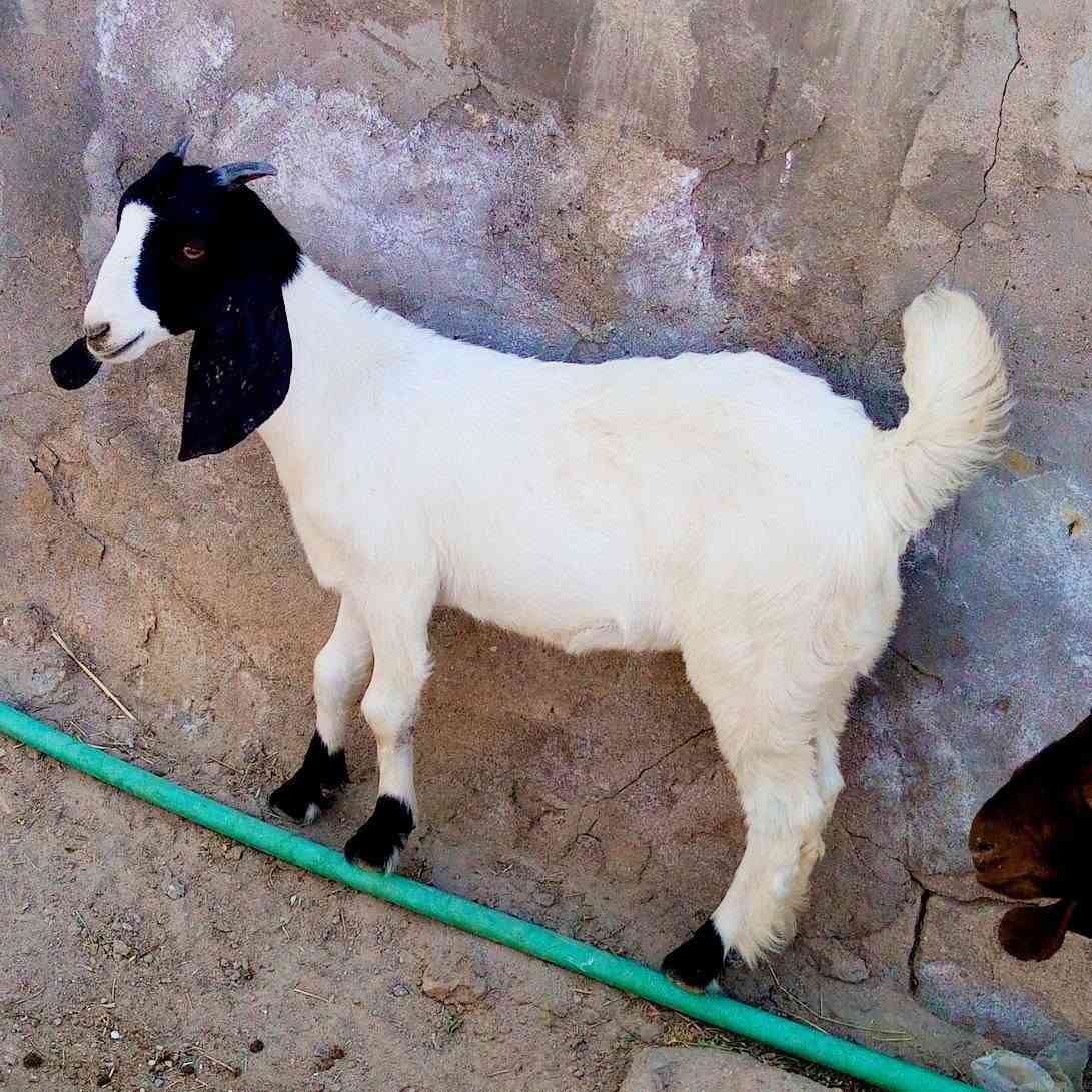 سعرهن 285 الف
توم نثيه وذكر مكان الشطره ***********

