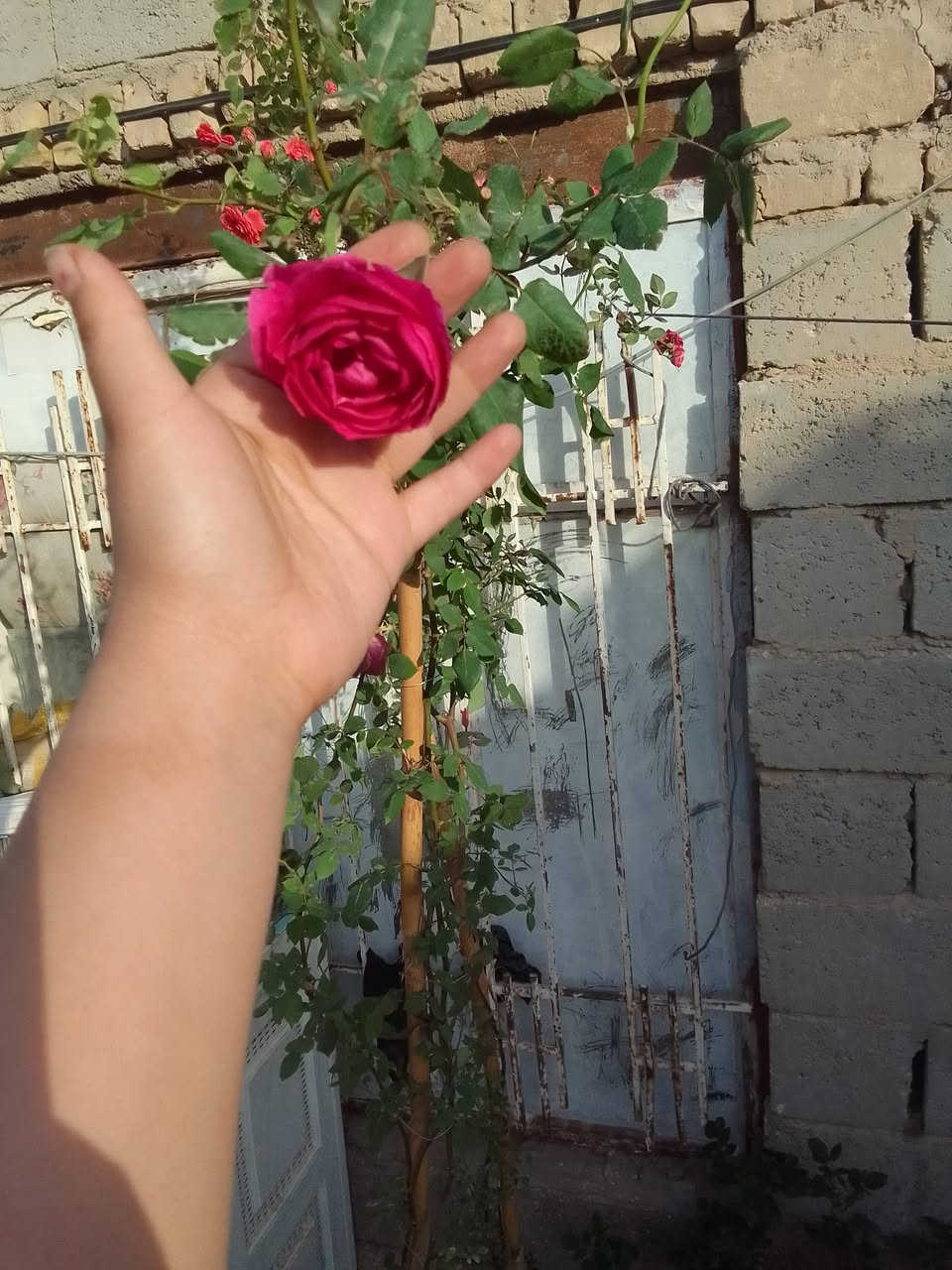 توفرت وجبه ماشالله توصيل داخل مركز ديوانيه


**إذا كنت صاحب هذا الإعلان وتريد حذفه لأي سبب، رجاءا أرسل رسالة إلى الدعم الفني**