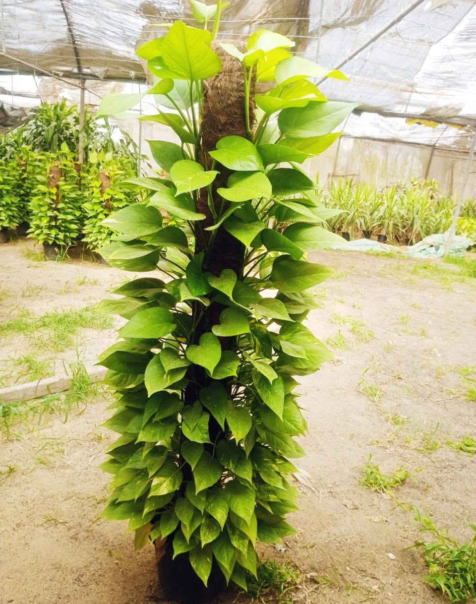 🌿✨ وصلت أجمل أنواع البوتس الطبيعية بأقل الأسعار 
 البوتس الاستيك متر ونصف 
 البوتس المتر العريض 
 البوتس الهانج 
ديفنباخيا تروبك 
السنجونيوم الهانج 
لمسة فخامة وأناقة تناسب المنزل والمكتب والحدائق الداخليه 
✅ نباتات صحية 
✅ جودة ممتازة 
✅ مناسبة للمنزل، المكاتب، الكافيهات، والفلل
✅ سهلة العناية وتضيف لمسة طبيعية فاخرة
📍 متوفر الآن لدى Royal Garden 
بأقل الأسعار  💪


**إذا كنت صاحب هذا الإعلان وتريد حذفه لأي سبب، رجاءا أرسل رسالة إلى الدعم الفني**