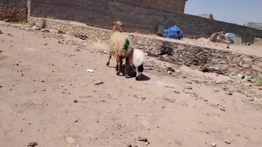 متاح نعجه مطفل وراه خروف شرط نصاح مال جنيه سن وشطر وناصاح شرط سعره بلاش 525 الف
الشراي يتصل على رقم ***********
المكان حديثة
*********** بي واتساب
