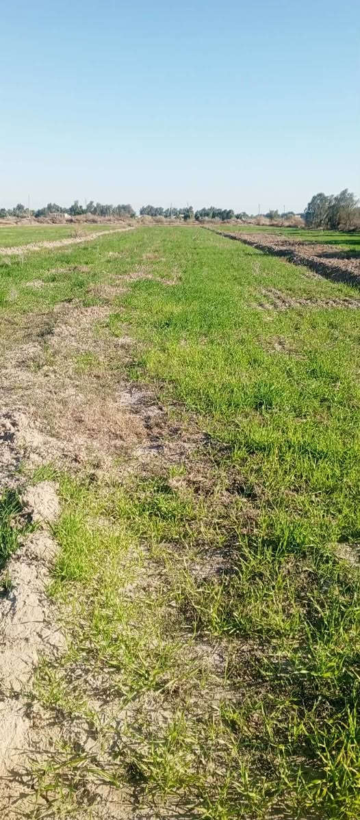 قطعه ارض زراعيه 12 دولم في لكوت قضاء الحي في ناحيه بشائر مقابيل عداده مهنيه صناعه ستفسار اكثر تصال عل رقم ***********
