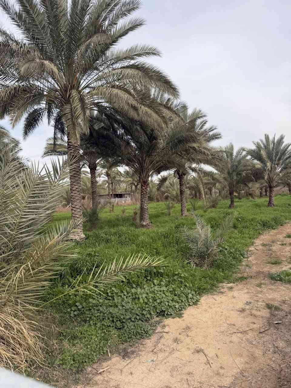 السلام عليكم4دونم مزرعة  البيع في بغداد الراشدية تبعد عن شارع عام كيلو سندد 25 (ماي سكي ماي ساله تبليط المعرفه تفاصيل كاملة تصال ع الرقم ***********
