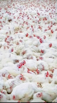 دجاج ابيض • دجاج للبيع • فروج ابيض • دجاج حي • دجاج تسمين • دجاج • فرو...