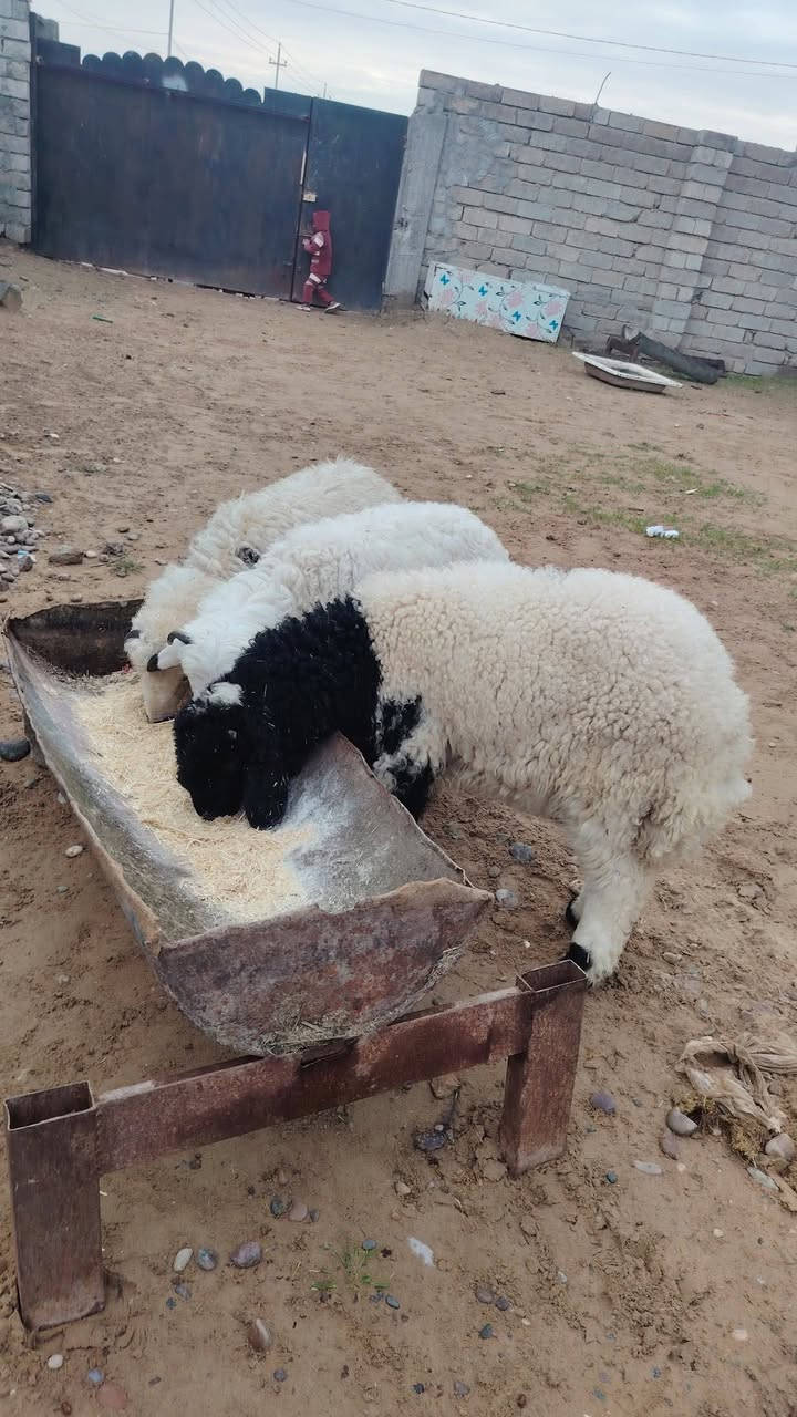 اللهم صلي على محمد وال محمد 
#يوجد_طليان_مال_ربط_بكم ناصحات شرط النصاحه علئ كل عيب مابيهن العدد 3 المكان صلاح الدين بيجي رقم الهاتف ***********  ***********
