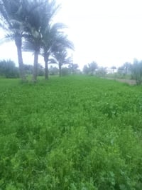 برسيم • ضمان • قرب شارع الصيني