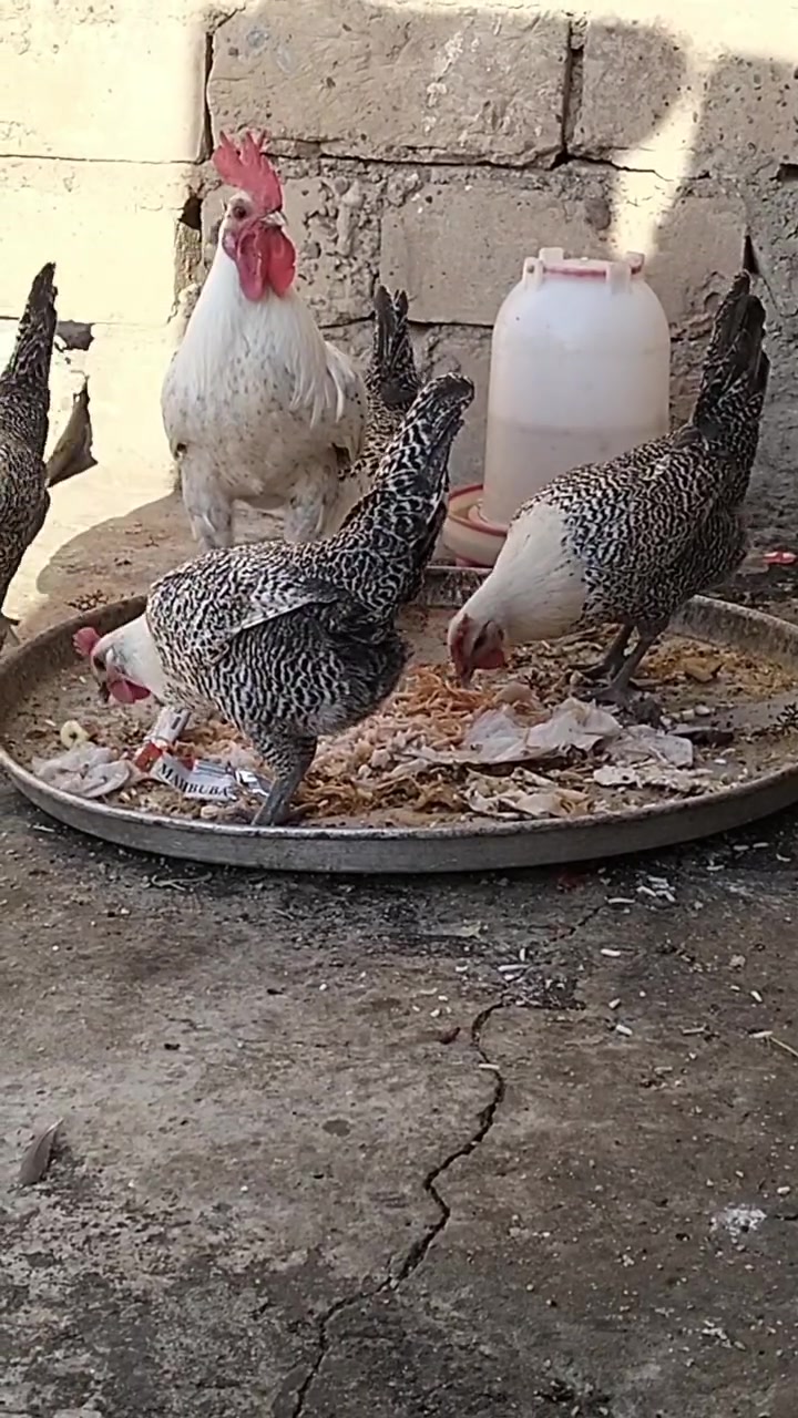 للبيع ديج  +4دجاجات


**إذا كنت صاحب هذا الإعلان وتريد حذفه لأي سبب، رجاءا أرسل رسالة إلى الدعم الفني**