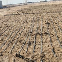 دواجن للبيع • الزبير