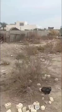 الدوانم • شارع مسائل العلمي • ٥٠م