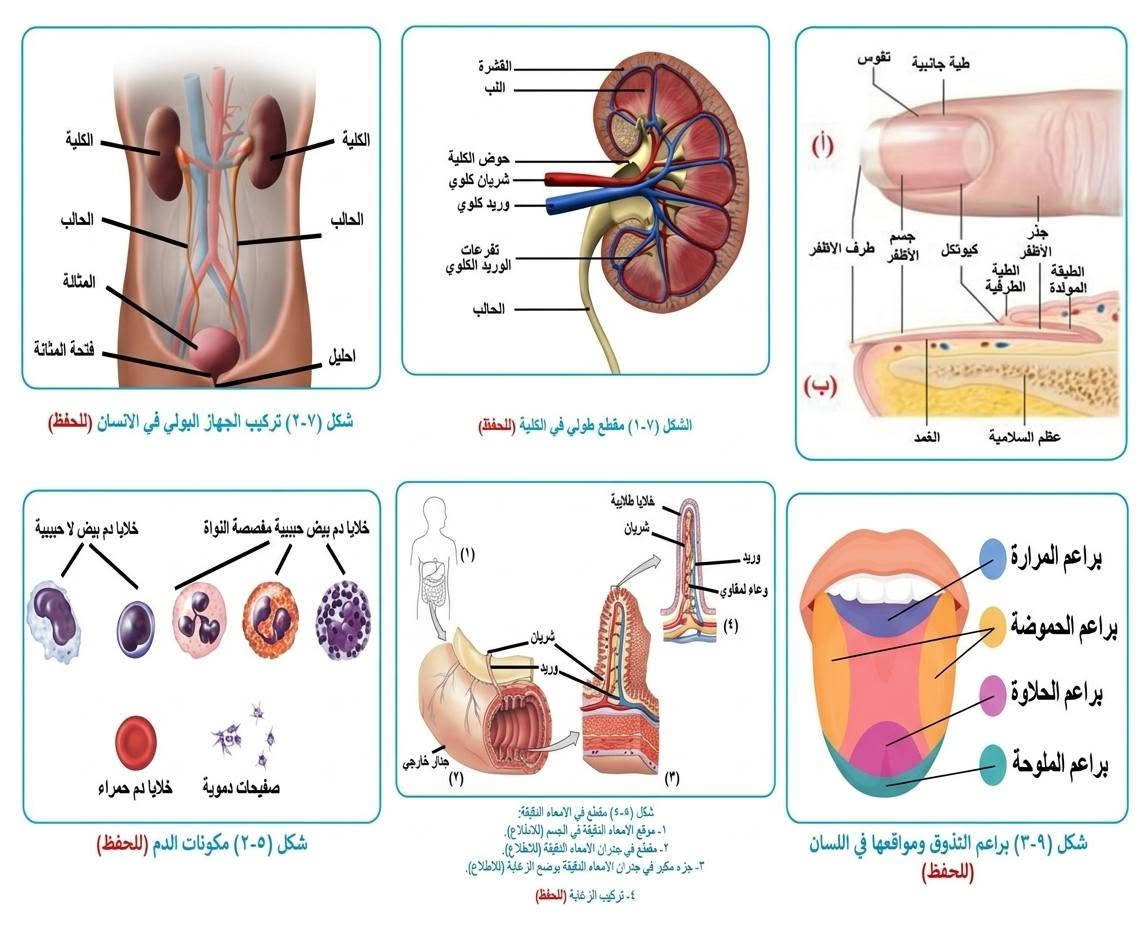 طلاب الثالث متوسط 
تضمن اكثر من 1️⃣5️⃣  اربع صفحات رسوم الاحياء☑️


**إذا كنت صاحب هذا الإعلان وتريد حذفه لأي سبب، رجاءا أرسل رسالة إلى الدعم الفني**