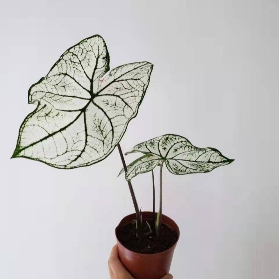 وصول وجبة جديدة من نباتات الضلية والخارجية 
وبسعار مناسبة مناسبة  
يوجد لدينا خدمة توصيل لكافة احياء مدينة الموصل 
الحجز ***********
حسبنا على الانستقرام 👇🏻 
https://www.instagram.com/babunj.stor?igsh=MWV6OW5oY3lzenI1aA==
