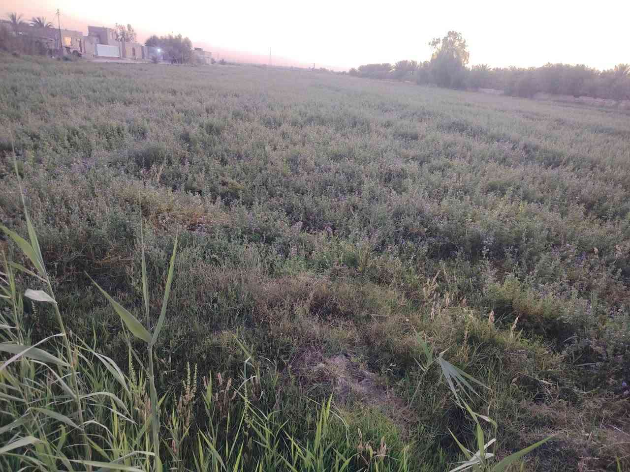 سلام عليكم ارض زراعيه سند 25 للبيع خدمات كامله المساحه 19دونم تنباع كله نصه عادي وجه عل تبليط 77متر ونزال 600 وضهر 77 ماي اساله ماي سكي مولد شارع عله طريق السنيه الدوانيه اول جسر وطب بل فرع التبليط ملأت الساده الرحمن تبعد عن شارع العام ثنين كيلو *********** //***********
