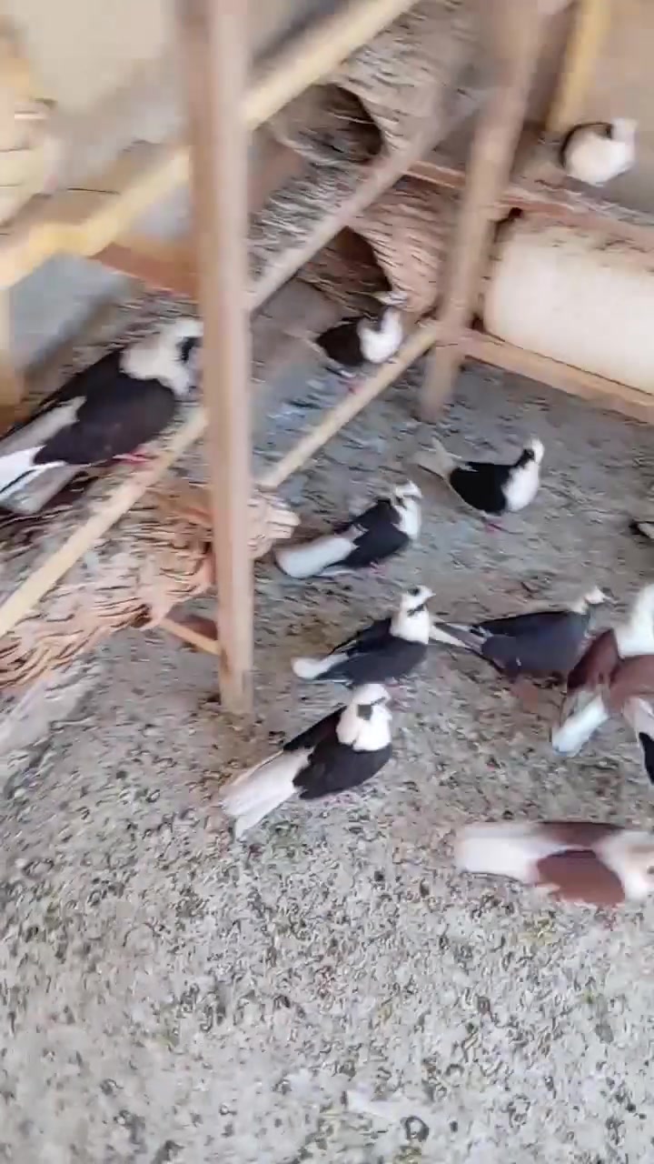 شلونكم شباب قرابه للبيع الزوج على 12 لزوج زوجين ثلاث زواج على 20👉🏾👍🏻


**إذا كنت صاحب هذا الإعلان وتريد حذفه لأي سبب، رجاءا أرسل رسالة إلى الدعم الفني**