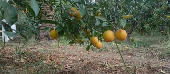 بستان 1500 متر للبيع طابو زراعي سند 25 تحويل مباشر بسم المشتري العنوان بغداد ناحية الراشديه منطقة المراسمه تتوفر جميع الخدمات للاستفسار الاتصال على الرقم *********** مكتب العبيدي للعقار
