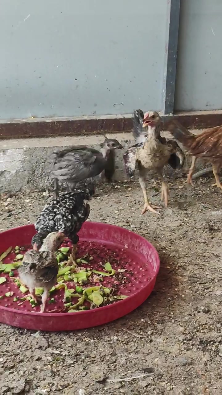 پێج باڕو باڕۆکی زۆر جوان تەنیا 20 هەزار
ئەوبجوکە یان هەدیەیە لەگەڵیان

ناونیشان عەربەت
موشتەریت پەیوەندی بکە لەخزمەتام 
***********
***********
