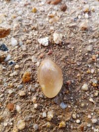 ملاقط • نجف