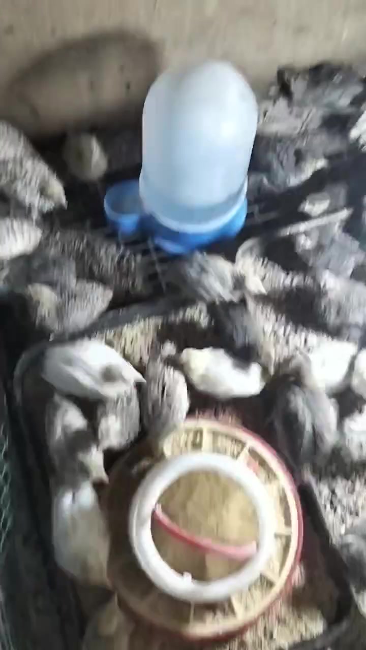 ***********///30رۆژی تەر ئەتیتە هیلکە

