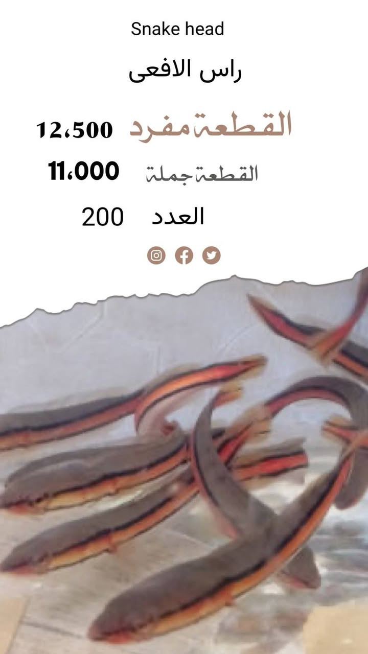 يالله تم وصول شحنة اسماك زينة وفايتر ونبات في معرض صلاح اوسكار العنوان بغداد سوك الغزل خلف مقهى برشلونة


**إذا كنت صاحب هذا الإعلان وتريد حذفه لأي سبب، رجاءا أرسل رسالة إلى الدعم الفني**