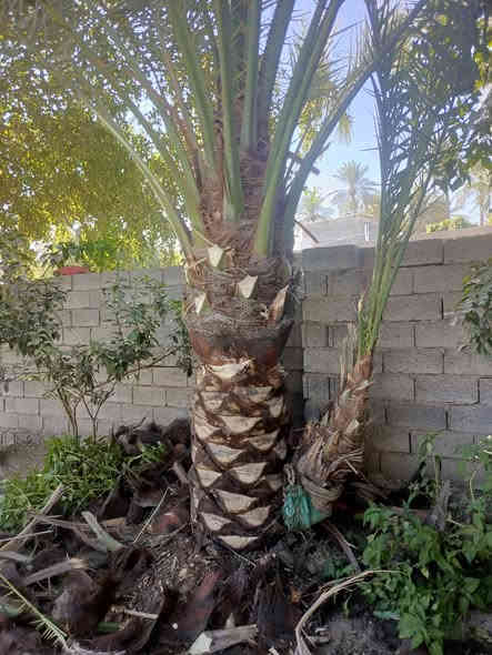 لعنده تكريب او تنضيف اني بل خدمه *********** بي واتساب
