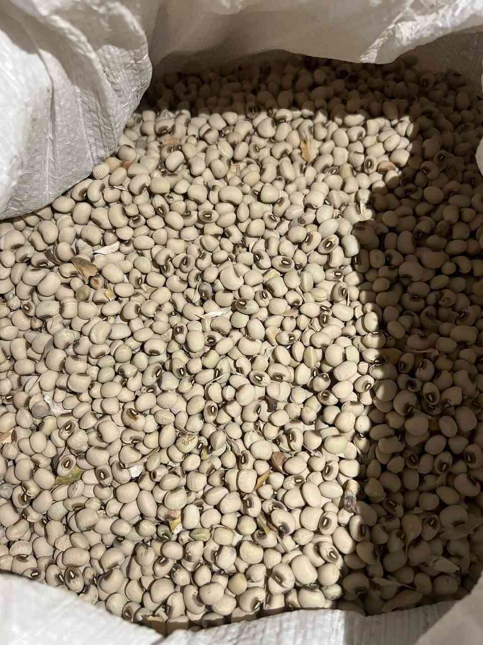 سلام عليكم يوجد لدينة بذر لوبية درجة أولى لمكان ديالى دلي عباس لستفسار عل رقم ***********
