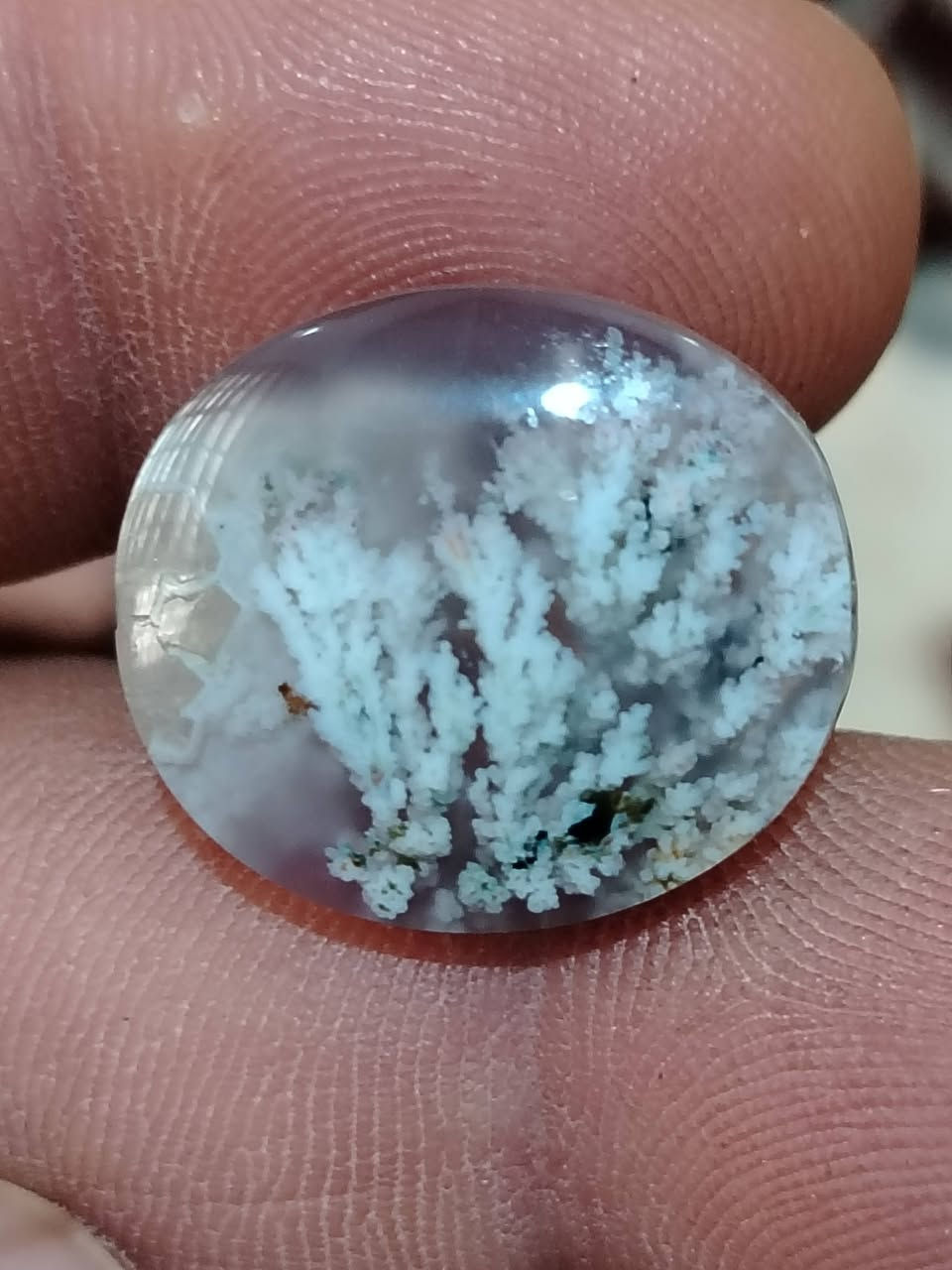 شجري خراساني 
العدد 3 
الكل ب10 من غير التوصيل


**إذا كنت صاحب هذا الإعلان وتريد حذفه لأي سبب، رجاءا أرسل رسالة إلى الدعم الفني**